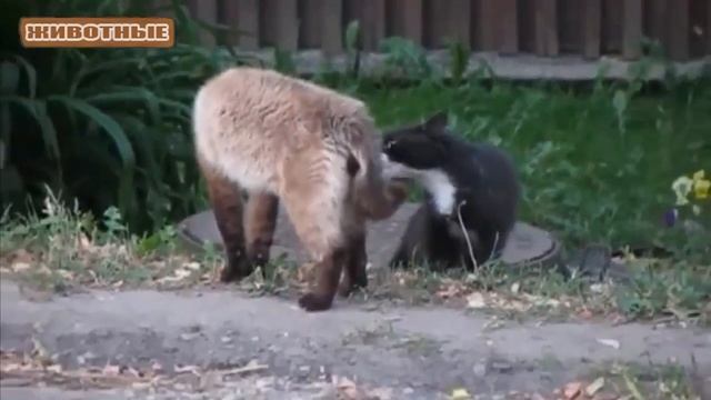 Смешные Кошки - Кошки "разговаривают" друг с другом. Сборник. смотреть онлайн