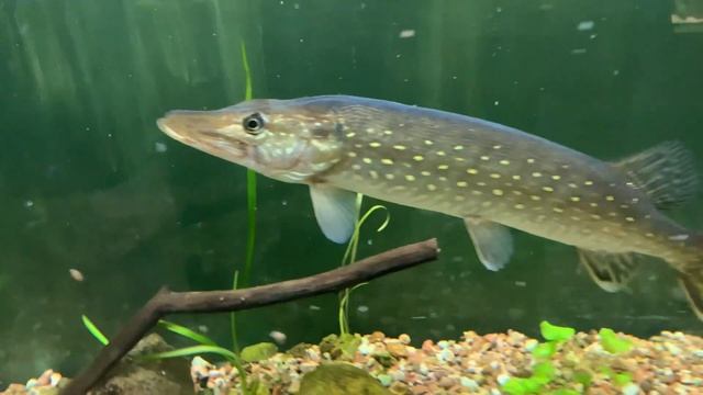 Щука в аквариуме. Esox lucius смотреть онлайн