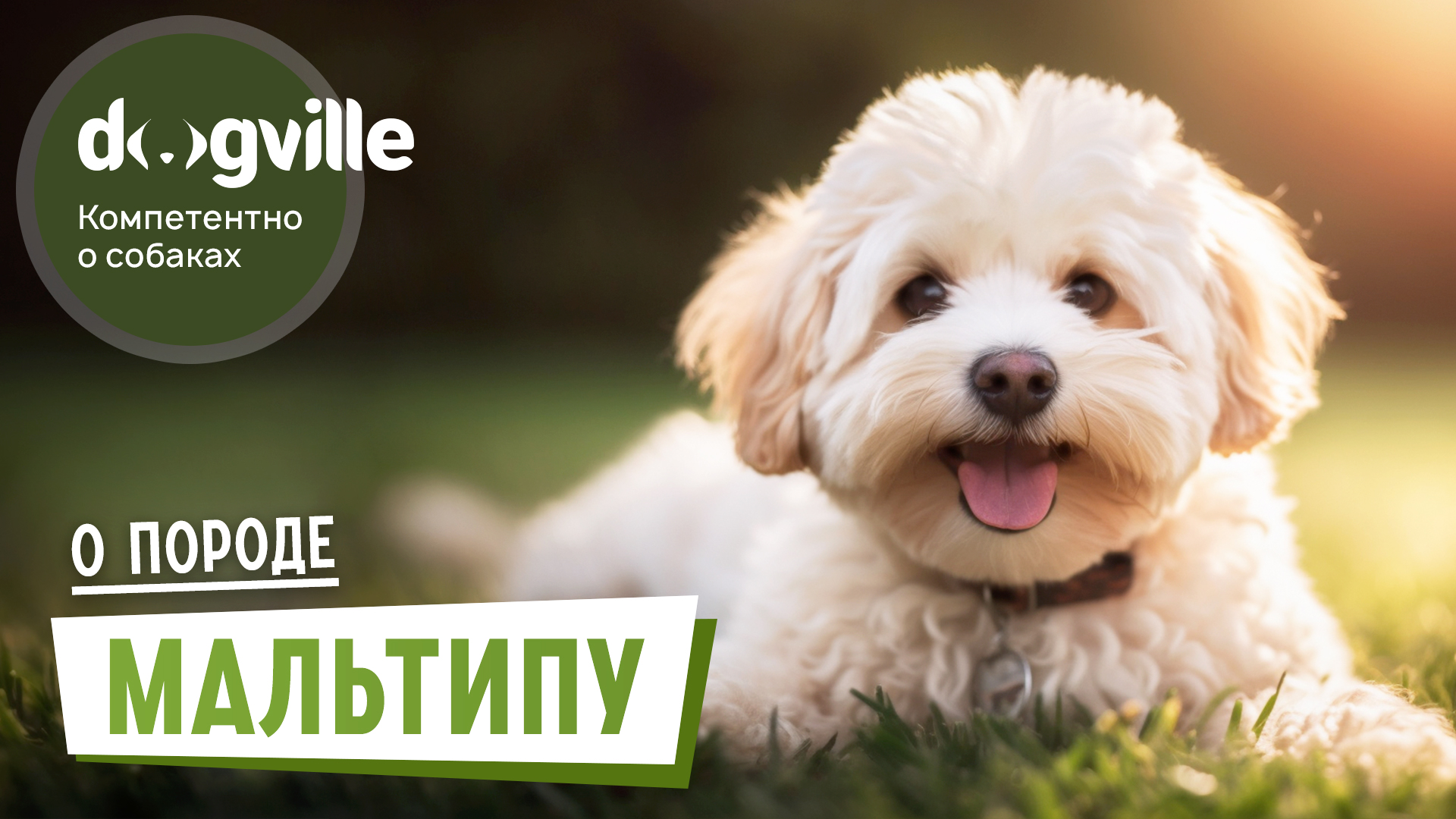 Мальтипу – О породе – Как выбрать щенка Мальтипу? смотреть онлайн