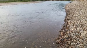 Ловля Хариуса летом на мушку. Река Джида.