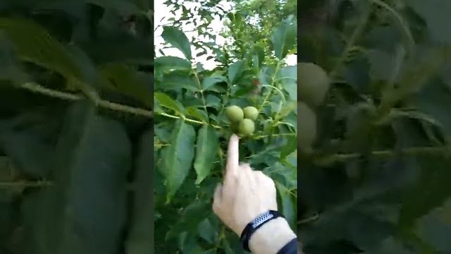 Сонник Плоды орешника во снах.mp4 смотреть онлайн