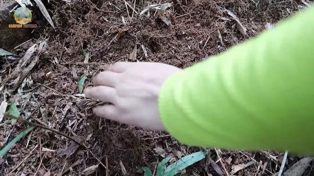 Solo Camping - The Girl has reclaimed the forest, built a vegetable garden смотреть онлайн
