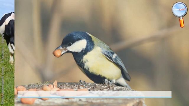 Окружающий мир 3 класс (Урок№8 - Что такое почва.) смотреть онлайн
