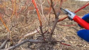 Обрезка персика на урожай.