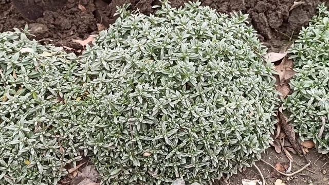 Ясколка. Прекрасный почвопокровник.