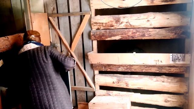 Стоит ли переплачивать за породистых животных| pedigreed animals смотреть онлайн