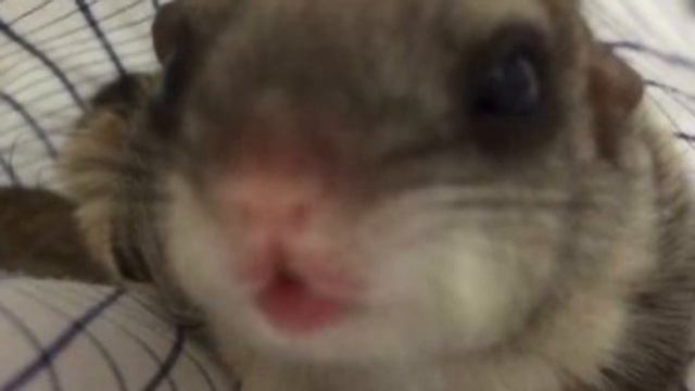 Парень нашёл неведомого зверька и забрал его. Когда тот вырос, он поразил окружающих своей красотой смотреть онлайн