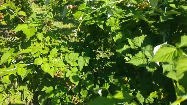 Обзор черной малины Кумберленд/ Raspberry black Cumberland смотреть онлайн