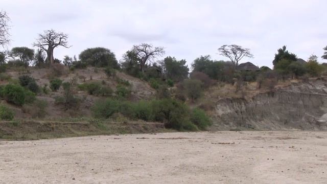 Добыть воду в саванне в сухой сезон. смотреть онлайн