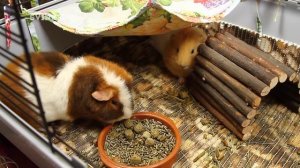 Как Определить Пол Морской Свинки / SvinkiShow