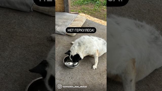 Сказки из жизни. Приют. Хакасия. 700собак.помощь.89135440512. смотреть онлайн