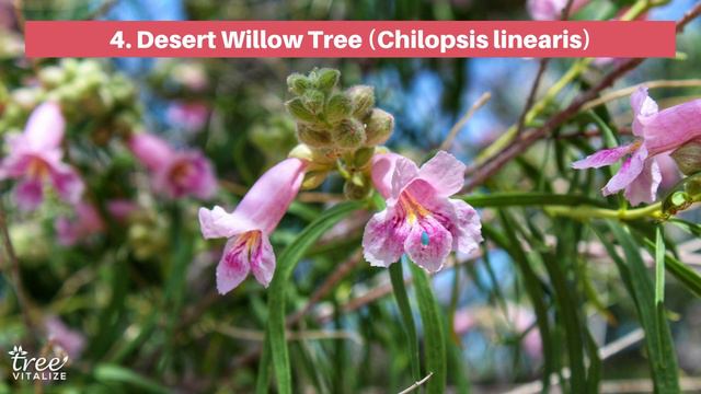 6 Pretty Pink Flowering Trees to Grow in Texas смотреть онлайн