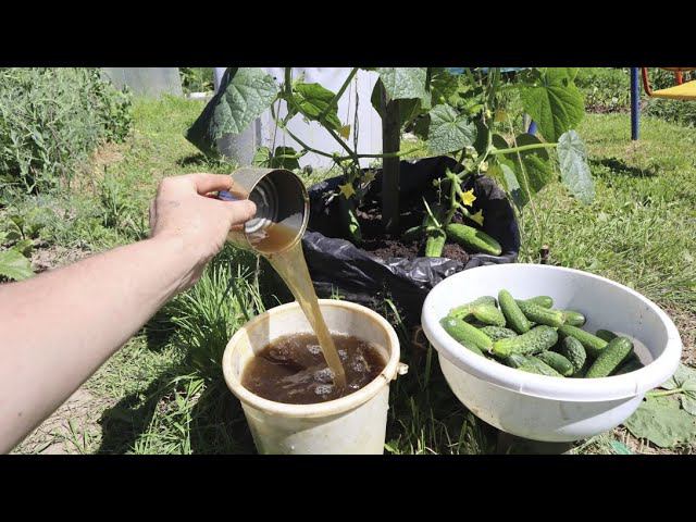 Чем подкормить огурцы в июле чтобы росло много зеленцев до самых холодов? смотреть онлайн