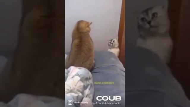 приколы - А я чё то не понял ? смотреть онлайн