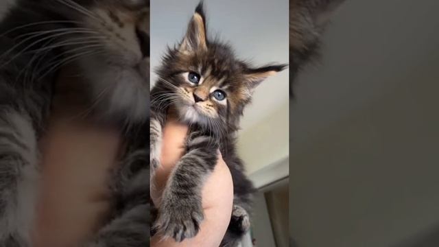 Королевские коты мейн-куны смотреть онлайн