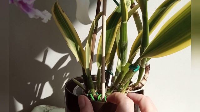 Cattleya Moscombe 'Variegata' #CareCollab (BG subs / български субтитри) смотреть онлайн