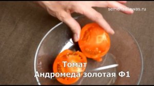 Томат Андромеда золотая F1. Наш урожай в этом году (2021)