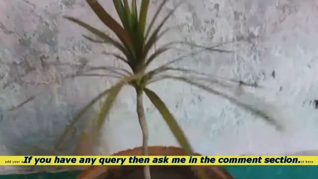 Dracaena Plant care | Tricolor Plant Dragon Tree Corn Plant смотреть онлайн