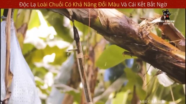 Giống Chuối Tiền Tỉ Độc Lạ Của Giới Siêu Giàu Mà Rất Hiếm Người Biết || Review Giải Trí Đời Sống смотреть онлайн