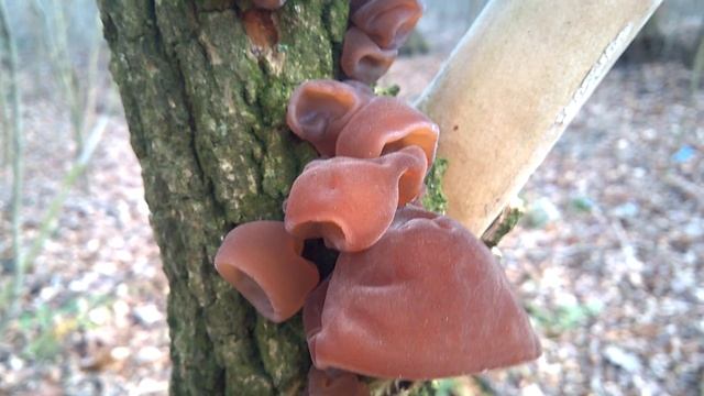 Ucha bzowe - Uszak bzowy (Auricularia auricula-judae) - jadalny - grzyb mun ♫♫⭐? смотреть онлайн