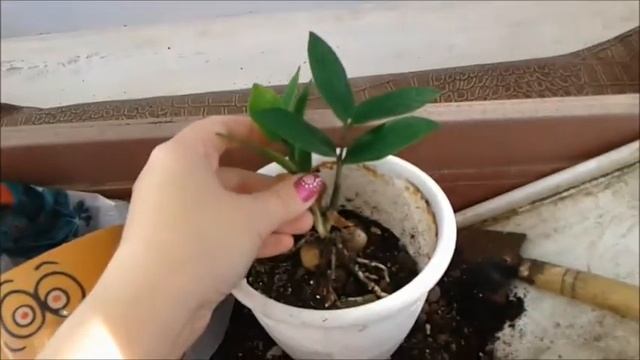 Пересадка замиокулькаса выращенного из листочка