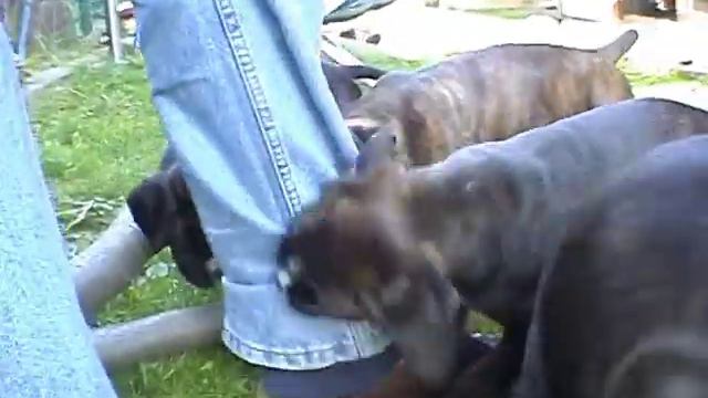 Boxer Ikarus, Isa und Igor смотреть онлайн