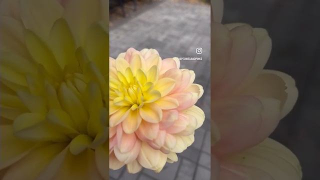 Dahlias 2023 смотреть онлайн