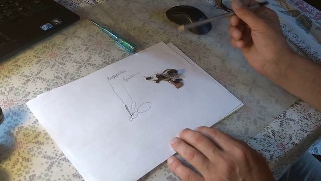 Гребенников.полет майского жука.насикомые.