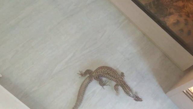 Я думал, он побежит смотреть онлайн