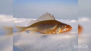 Как ловить ерша? На что и где ловить ерша?