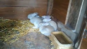 На какой день крольчата вылазят из гнезда?////Когда крольчата начинают кушать с крольчихой/крольчат