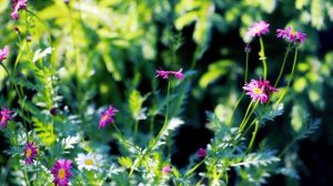 Ошо КОГДА МИР ИЛЛЮЗОРНЫЙ РЕАЛЕН ТОЛЬКО СВИДЕТЕЛЬ  #Просветление#Пробуждение