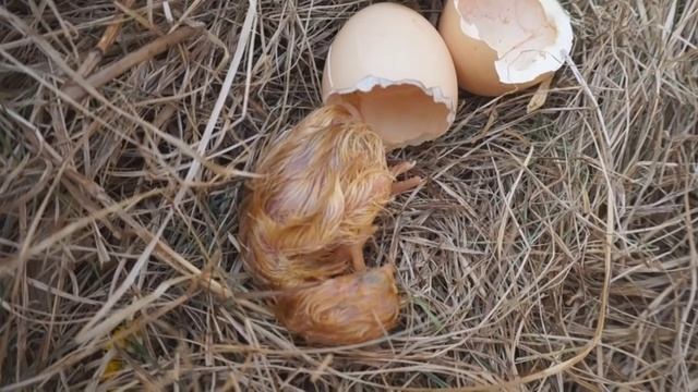 Вылупление цыплёнка (Орпингтон) смотреть онлайн