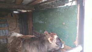 Сарай для откорма быков на 4 головы КРС
