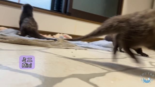 Let's Dry Baby Otters' Body.