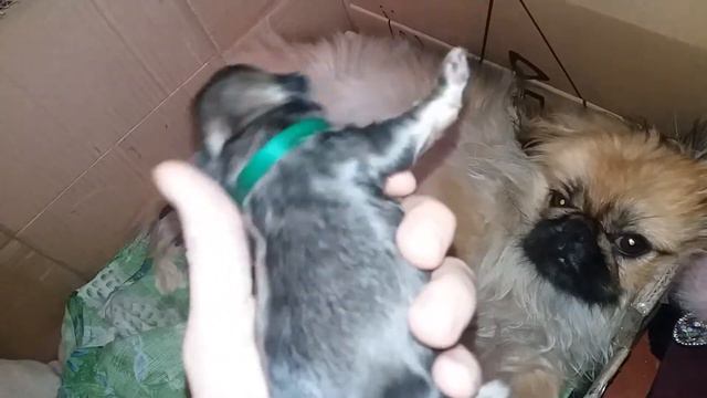 Цуценята пекінеса смотреть онлайн