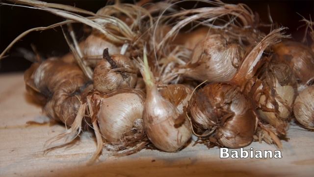 Ixia, Sparaxis und Babiana - Südafrikanische Schwertliliengewächse einpflanzen - // Gartenschlau.co смотреть онлайн