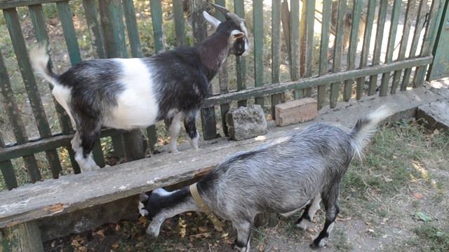 Красивые козочки смотреть онлайн