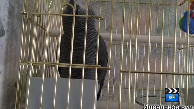 Попугай жако Боря поет - Жили у бабуси смотреть онлайн