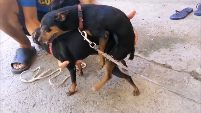 MOM DOBERMAN PINSCHER MATING | BREED CUTE PUPPIES смотреть онлайн