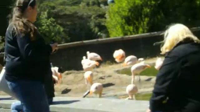 Animals: Flamingos смотреть онлайн