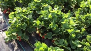 Клубника Альба. Азия. Первый сбор 2018