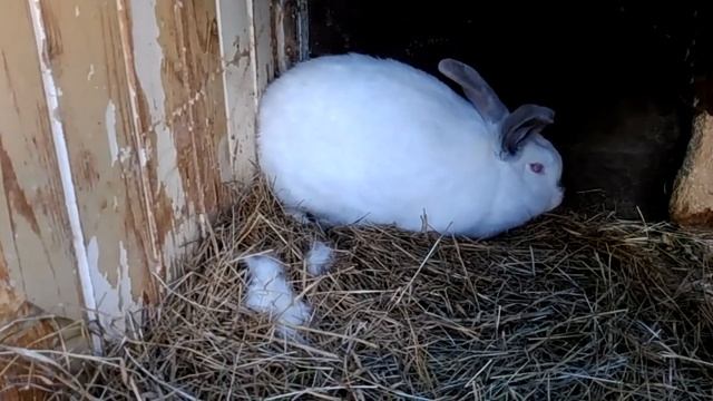 что надо знать о случке... когда и как случать... смотреть онлайн