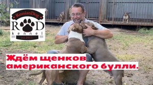 Ждём щенков американского булли | чем обработать собак от комаров