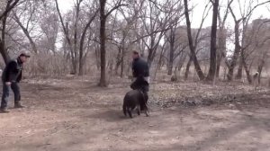 ВЕО ЗКС жесть