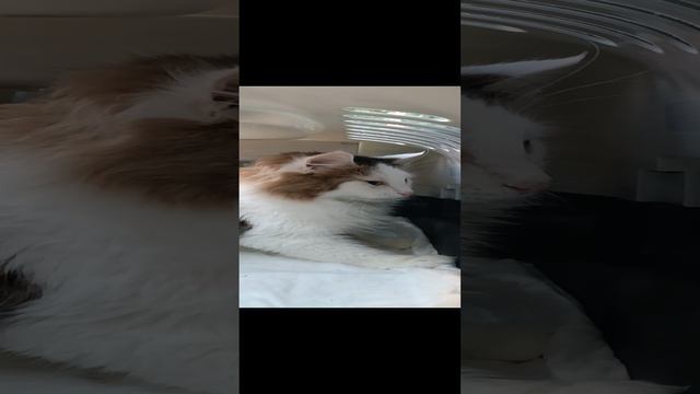 Лорик. Поехали в клинику. смотреть онлайн