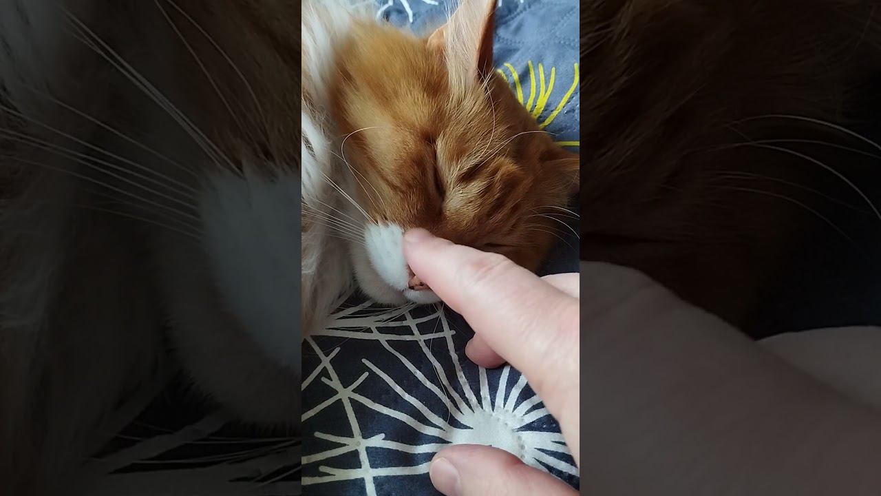 Рыжая соня-засоня #shorts смотреть онлайн