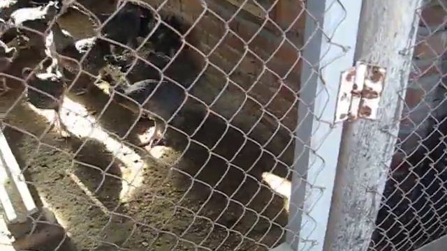 Доминантная помесь с мехелесской кукушкой смотреть онлайн