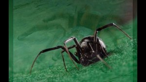 К чему снятся ПАУКИ. Видеть пауков во сне.