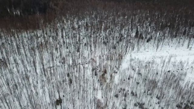 болото ,бывшие торф разработки смотреть онлайн